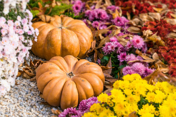 Fresh orange pumpkins and chrysanthemums in autumn garden. Fall garden, park with decorative pumpkin, plants, flowers and stones. Halloween, Thanksgiving, decoration for the holiday house and garden.
