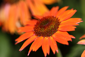 The flowers of Echinacea- Hot Summer are first orange and later deep red in color