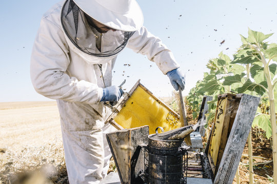 Beekeeper working collect honey