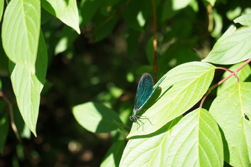 Blauflügel-Prachtlibelle, Calopteryx Viro, Insekten, Natur, blau, Bionic, Bionics, Bionik,...