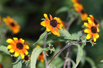Rudbeckia triloba 'Red Sport is a tall plant that grows easily with lots of flowers