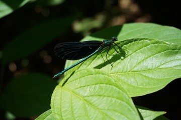Blauflügel-Prachtlibelle, Calopteryx Viro, Insekten, Natur, blau, Bionic, Bionics, Bionik, Libelle, Makro