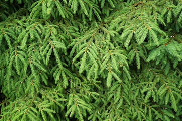Green needles of fir tree in forest.