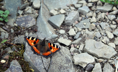 Fototapeta na wymiar butterfly and stones
