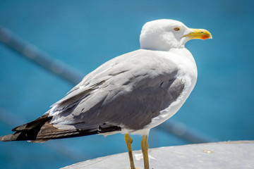 Birds on a boat