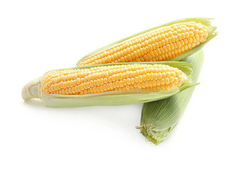 Fresh corn cobs on white background