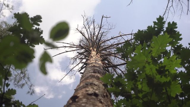 Dry pine tree are damaged by bark beetle