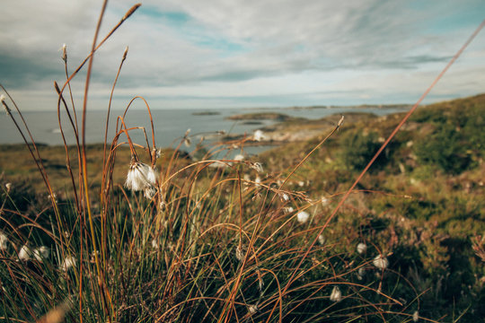 grassland for cattle by the sea in norway