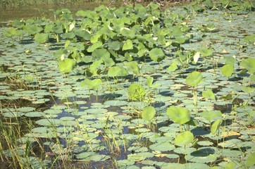 DeSota Wildlife Refuge