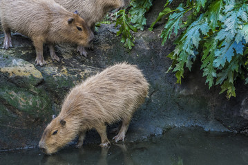 capybara