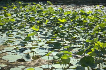 DeSota Wildlife Refuge