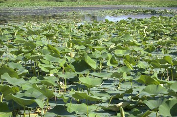 DeSota Wildlife Refuge