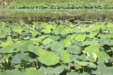 DeSota Wildlife Refuge