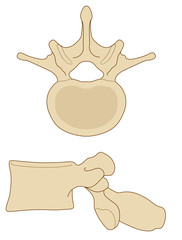 Anatomia vertebre lombari