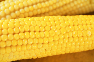 Tasty corn cobs, closeup