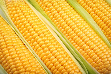 Fresh corn cobs, closeup