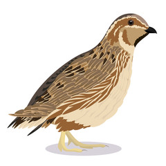 common quail bird - obrazy, fototapety, plakaty