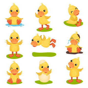 Cute little yellow duckling character set, chick duck in different poses and situations vector Illustrations on a white background