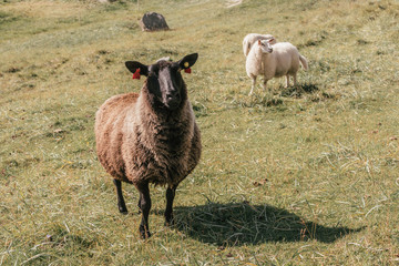 black sheep are winner