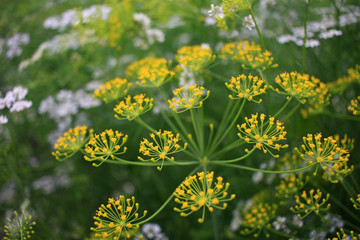 Flower of dill