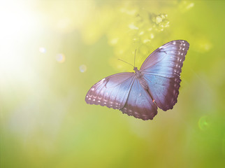 Blue morpho butterfly