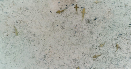 shark nursery in aerial view