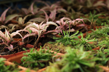 Small plant pots decoration houseplant in tree shop. 