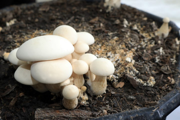 Milky mushroom growth on the soil.