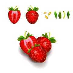 Strawberry on white background. Vector illustration. Realistic illustration  