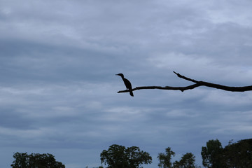 Cormorant aquatic birds holding on branch with clouds background. Bird silhouette on tree. 