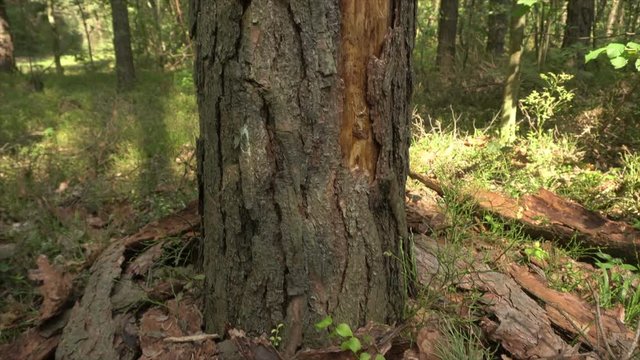 Dry pine tree are damaged by bark beetle