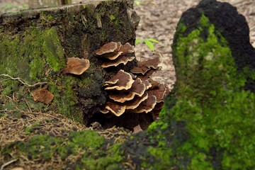 brown mushrooms in nature