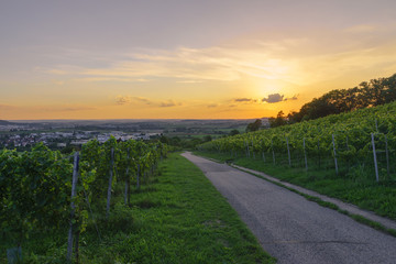 Weinanbau in Süddeutschland