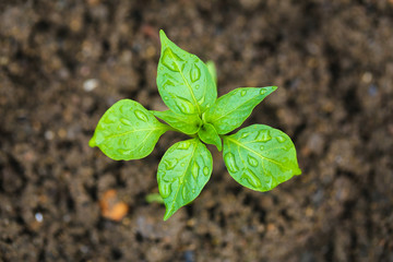Green Young Plant With Water Drops