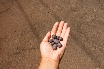Iron ore taconite pellets in human hand