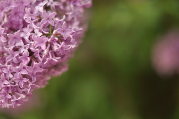 gros plan avec lilas mauve sur fond de jardin vert