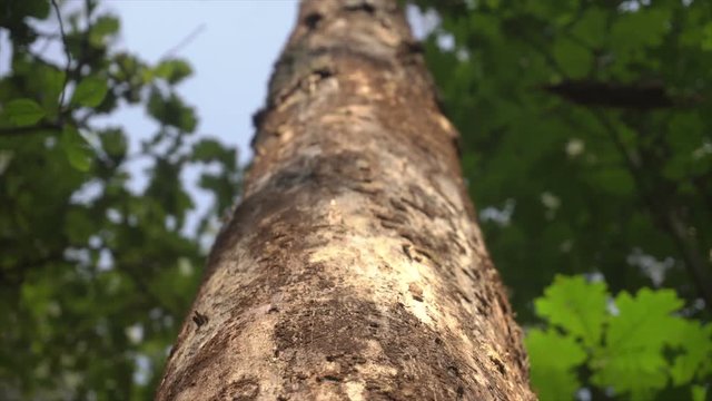 Dry pine tree are damaged by bark beetle