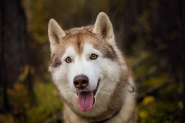 Close-up Portrait of cute Beige and white dog breed Siberian Husky sitting in fall season on a bright forest background.