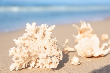 Obraz na płótnie Canvas Seashells with coral on wet sand outdoors