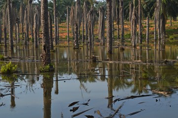 the floated dead trees