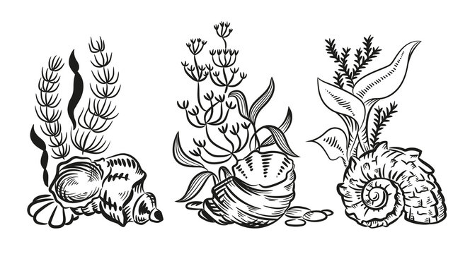 Sea shells algae hand drawn sketch style illustration isolated on white background