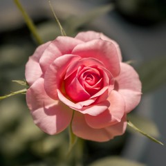 awesome pink rose