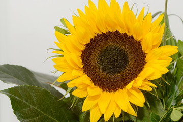 bouquet blooming sunflower