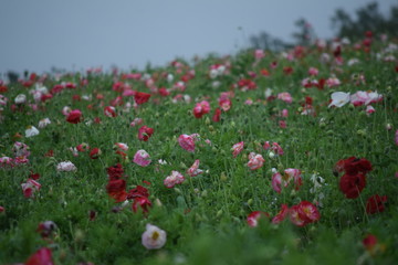 ポピーの花畑