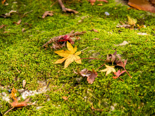苔と落ち葉