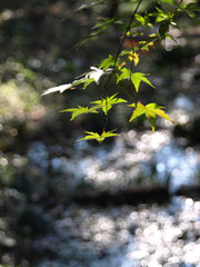 青紅葉と煌めき
