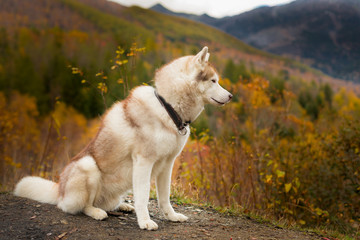 Portrait of Cute Beige Siberian Husky sitting in the forest in fall season on a mountain background.