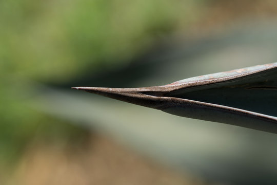 Espina muy gruesa de agave.