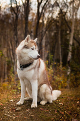 Naklejka na ściany i meble Portrait of Beige Siberian husky dog is sitting on the hill in the fall forest