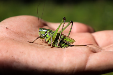 Green  Grasshopper on the hand